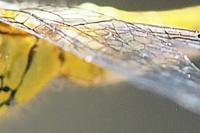 Sympetrum sanguineum