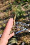 Orthetrum cancellatum