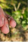 Chalcolestes viridis