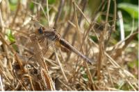 Crocothemis erythraea