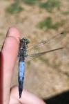 Orthetrum cancellatum