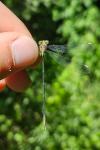 Chalcolestes viridis