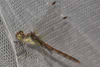 Sympetrum striolatum