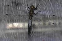 Orthetrum cancellatum