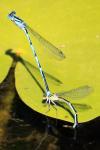 Erythromma lindenii