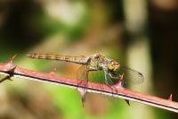 Sympetrum striolatum