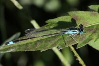 Ischnura elegans