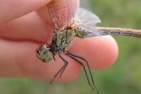 Sympetrum sanguineum