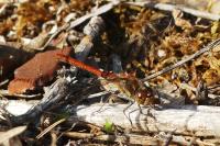 Sympetrum striolatum