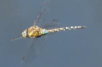 Aeshna mixta