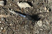 Orthetrum cancellatum