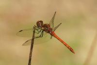Sympetrum striolatum