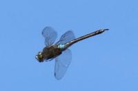 Anax parthenope