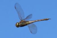 Hemianax ephippiger