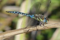 Aeshna mixta