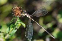 Lestes barbarus