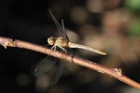 Sympetrum meridionale