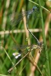 Lestes sponsa