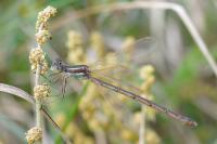 Lestes barbarus