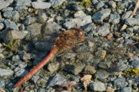 Sympetrum striolatum