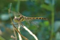 Sympetrum striolatum