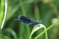 Calopteryx splendens