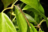 Platycnemis acutipennis
