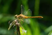Sympetrum meridionale