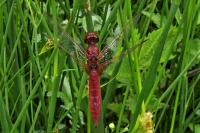 Crocothemis erythraea