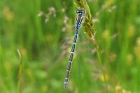 Coenagrion scitulum