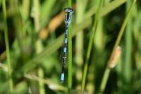 Coenagrion scitulum
