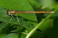 Platycnemis acutipennis