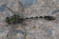 Onychogomphus forcipatus