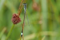 Ischnura elegans