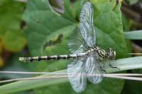 Onychogomphus forcipatus