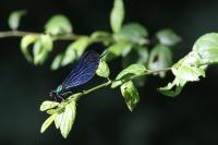 Calopteryx virgo