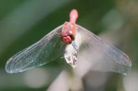 Sympetrum sanguineum