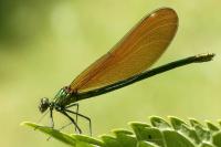 Calopteryx virgo