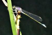 Ischnura elegans