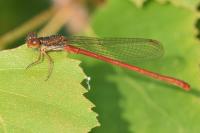 Ceriagrion tenellum