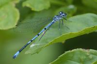 Coenagrion puella
