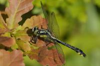 Gomphus vulgatissimus
