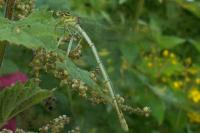 Platycnemis pennipes