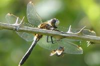 Leucorrhinia caudalis