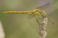 Sympetrum meridionale