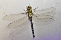 Aeshna cyanea