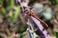 Sympetrum meridionale