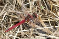 Sympetrum fonscolombii