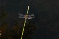Libellula quadrimaculata