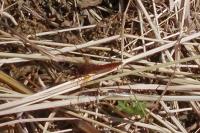Crocothemis erythraea